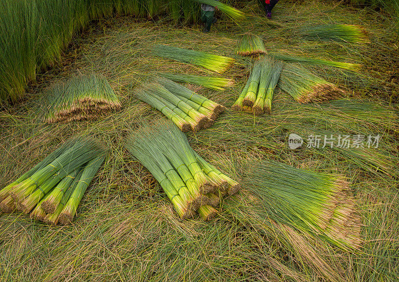 鹰嘴草(Lepironia articulata)采收，材料用塑料吸管代替，天江省